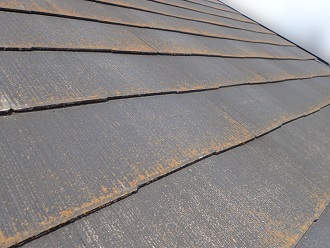 オレンジ色の苔(コケ)　330