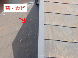 苔（コケ）発生