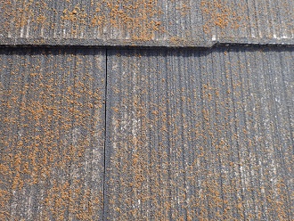 苔（コケ）でザラザラ