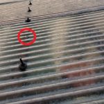 波板　劣化　変色汚れ付着