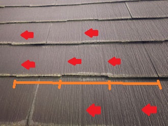 パミール　見分け方