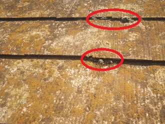 苔で隙間が塞がる