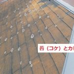 苔（コケ）カビの発生