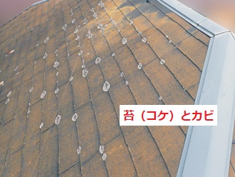 苔（コケ）カビの発生