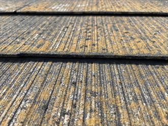 屋根に苔の発生