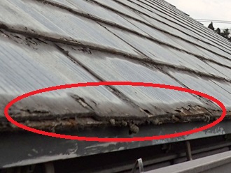 軒先の剥がれ　苔（コケ）の発生