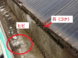 軒先の苔(コケ)