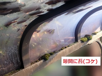 隙間に苔(コケ)が発生