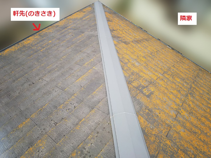 コケの発生部分