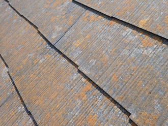 苔（コケ）の発生