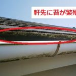 スレート　軒先に苔玉