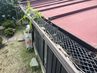 雨樋の詰まり