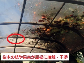 樹木や果実が載って割れ発生