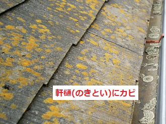 軒樋にもカビ