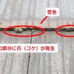 スレート屋根材　小口部分の変色　苔