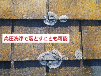 苔（コケ）とカビ