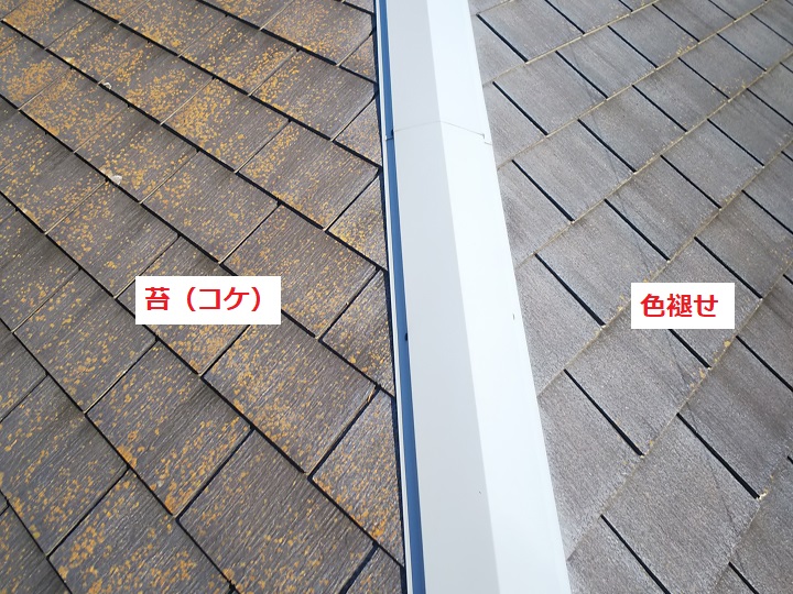 苔の発生　偏りあり