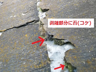 パミール　剥離部分に苔(コケ)