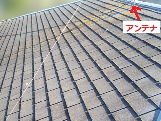 アンテナ部分　苔（コケ）