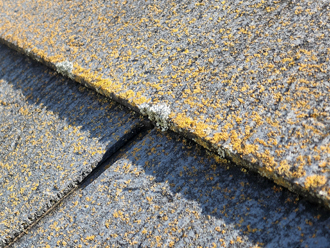 オレンジ色の苔