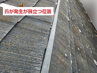 腰折れ部分から下に苔が繁殖