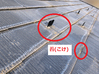 スレート小口変色　コケ