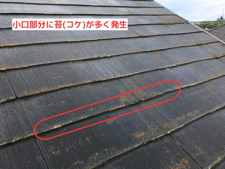 小口部分に苔(コケ)が多く発生