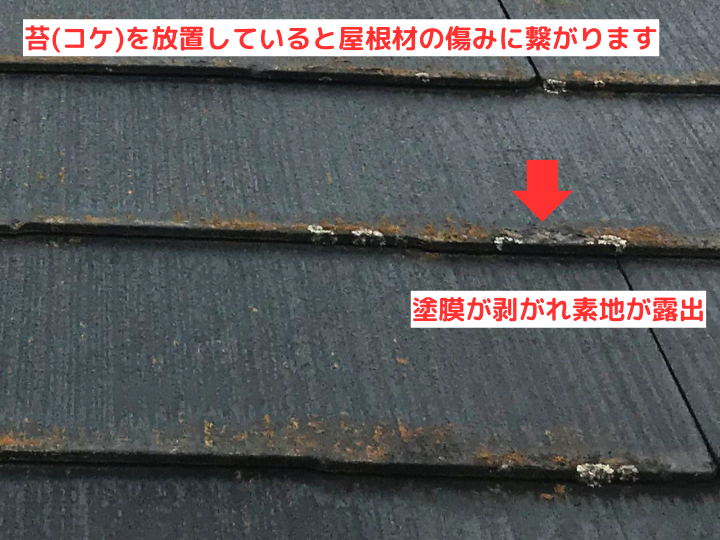 苔(コケ)を放置していると屋根材の傷みに繋がります