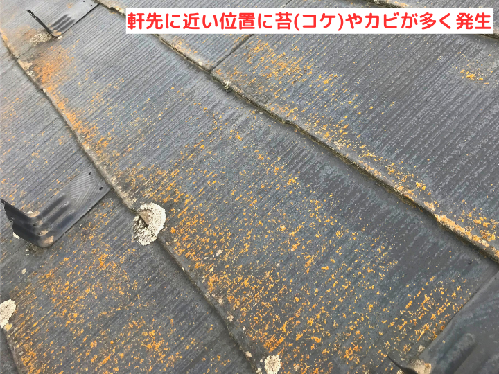 軒先に近い位置に苔(コケ)やカビが多く発生