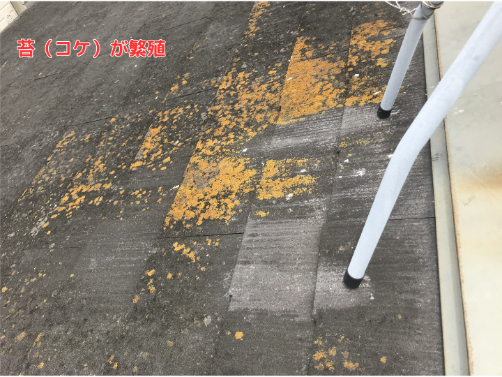 苔（コケ）が繁殖