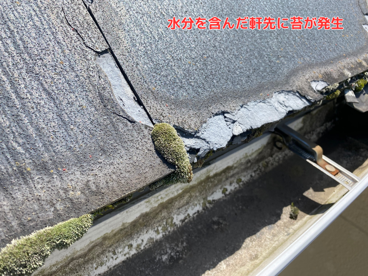 剥離部分に苔が発生