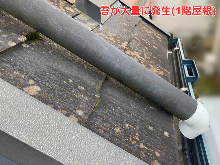苔が大量に発生(1階屋根)