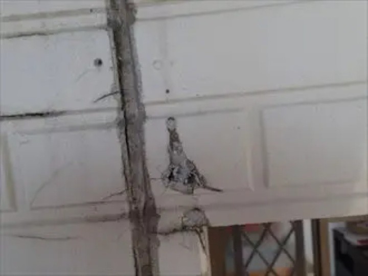 釘の周囲でサイディング表面が剝がれた状態