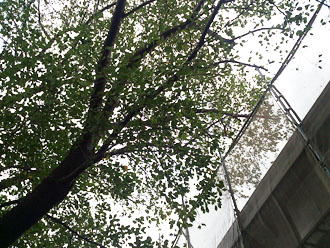 横浜市　棟板金交換 屋根塗装  外壁塗装  外壁は調色して塗り替え　落葉除けネット設置　広葉樹