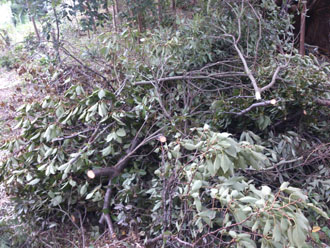 横浜市　棟板金交換 屋根塗装  外壁塗装  外壁は調色して塗り替え　落葉除けネット設置　屋根にかかる部分の枝打ち